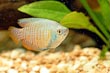 Powder Blue Gourami 